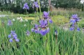 Iris sibirica "Percheron"