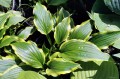 Hosta "Lakeside Hoola Hoop"