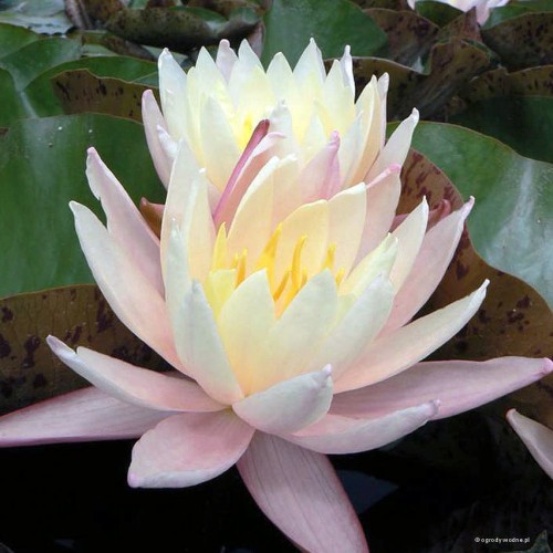 Nymphaea "Husaria", fot. Marek Miązek