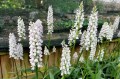 Dactylorhiza maculata "Alba"