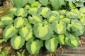 Hosta "Beyond Glory"