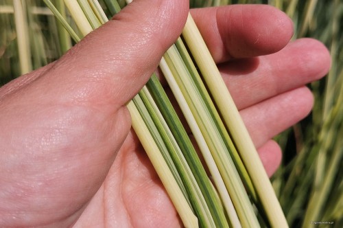 Scirpus lacustris „Albescens”