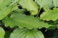 Hosta "Stimulation"