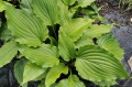 Hosta "Stimulation"