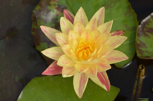 Nymphaea „Paranee”, fot. DM
