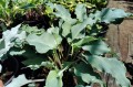 Hosta "Skywriter"
