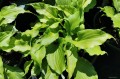 Hosta "Funny Bones"