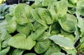 Hosta "Nippers"