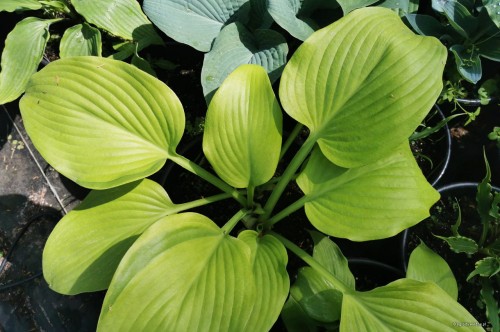 Hosta "Homecoming Queen"