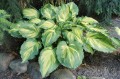 Hosta „Lakeside Paisley Print”