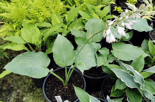 Hosta "Space Odyssey"