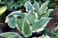 Hosta ''Leather and Lace''