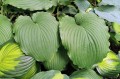 Hosta "Niagara Falls"