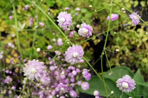 Thalictrum "Hewitt's Double"