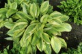Hosta „Yellow Polka Dot Bikini”