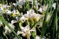 Iris sibirica „Dreaming Green”
