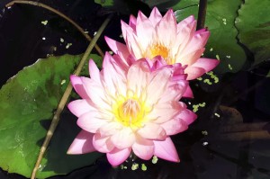 Nymphaea „Tropic Sunset” - lilia wodna tropikalna