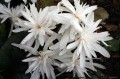 Colchicum autumnale „Alba Plena”, fot. E.R.