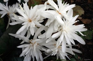 Colchicum autumnale „Alba Plena” - zimowit jesienny