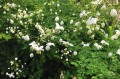 Thalictrum delavayi  "Splendide White"