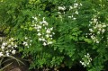 Thalictrum delavayi  "Splendide White"