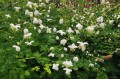Thalictrum delavayi  "Splendide White"