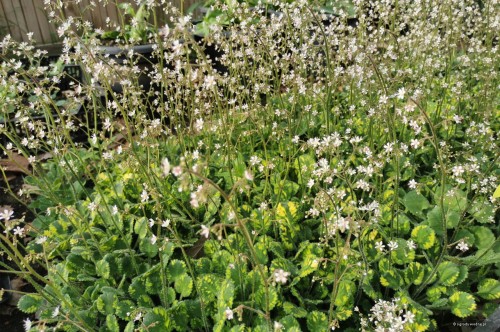 Saxifraga x urbium "Variegata"