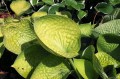 Hosta "Cup of Joy"