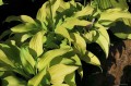 Hosta "Surfing Mouse"