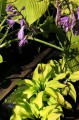 Hosta "Surfing Mouse"