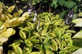 Hosta "Glad Rags"