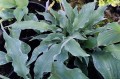 Hosta "Joy Ride"