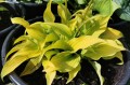 Hosta "Surfing Mouse"