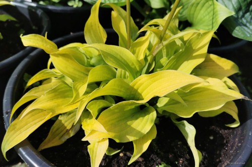Hosta "Surfing Mouse"