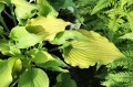 Hosta "Frilly Fantasy"