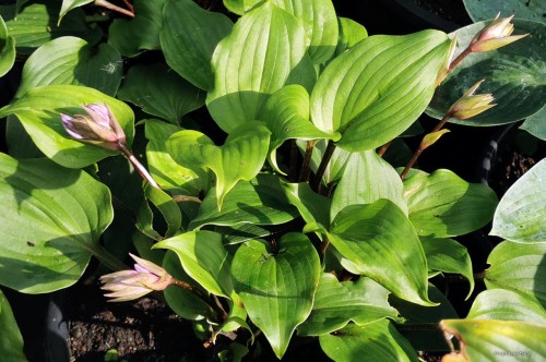Hosta "Holar Red Wine"