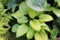 Hosta "Gabriel's Horn"