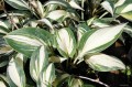 Hosta "High Society"