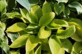 Hosta "Centerfold"