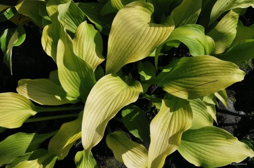 Hosta "Tortilla Chip"