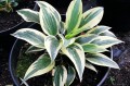 Hosta „Virginia Reel”