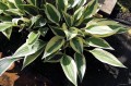 Hosta „Virginia Reel”
