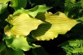 Hosta "Frilly Fantasy"