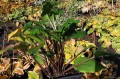Hosta "Holar Red Wine"
