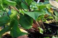 Hosta "Holar Red Wine"