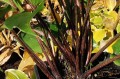Hosta "Holar Red Wine"