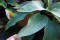 Hosta "Holar Ice Empress"