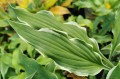 Hosta "Kinky Boots"