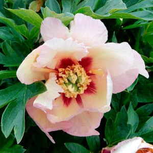 Paeonia „Itoh Pastel Splendour” - piwonia międzysekcyjna