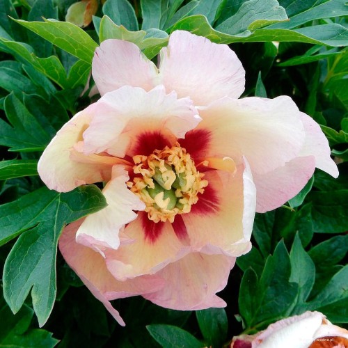 Paeonia "Itoh Pastel Splendour"